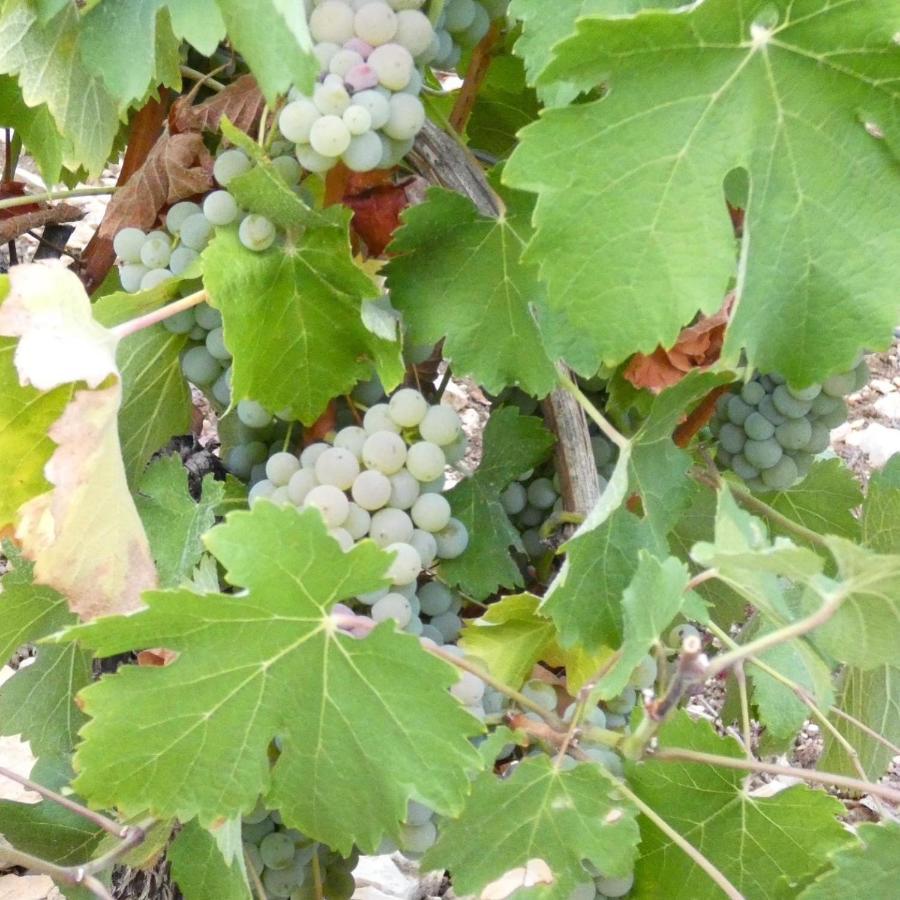 فيلا Le Logis St Pere سانسير المظهر الخارجي الصورة